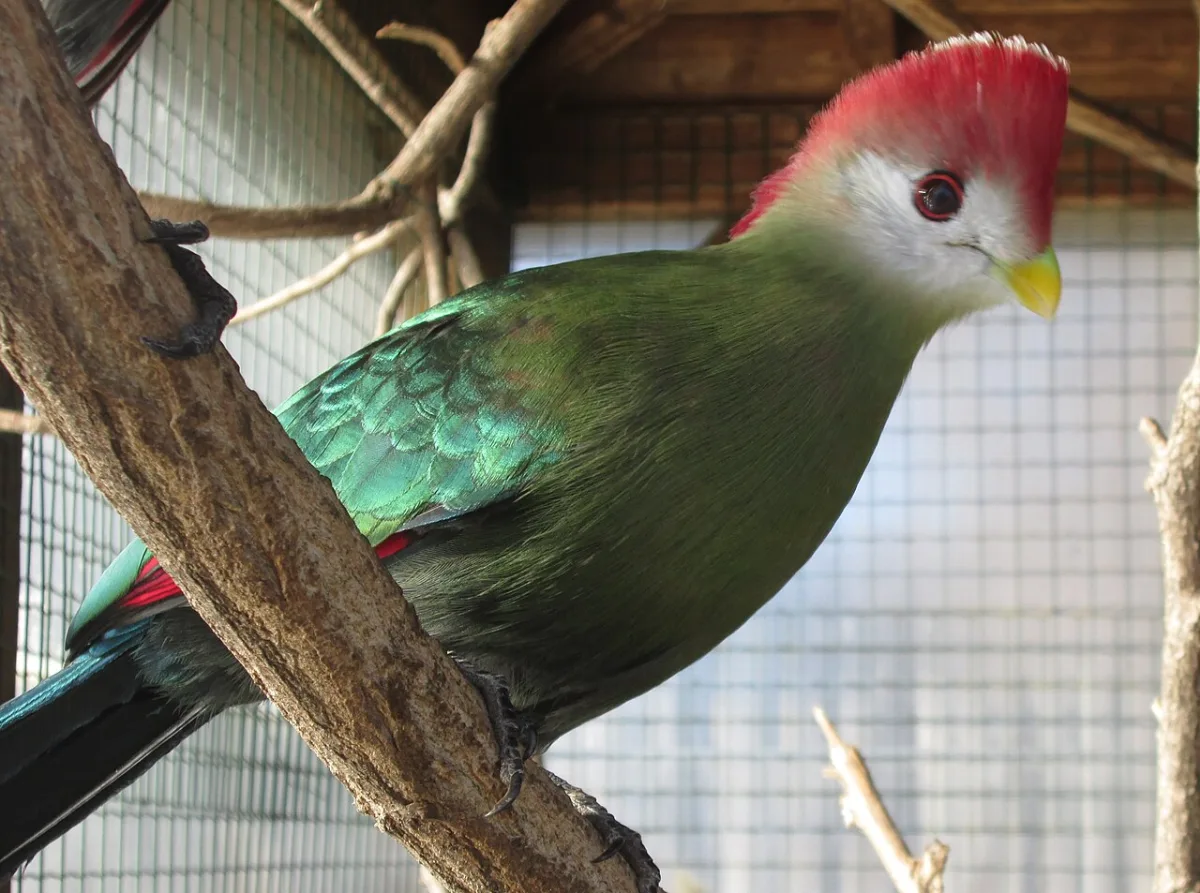 Safaripark Pombia